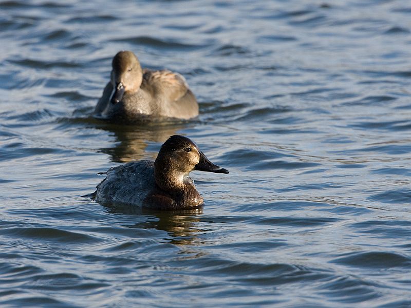 Aythya ferina Tafeleend Common Pochard